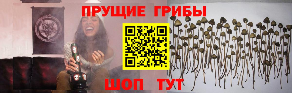 закладки  Галлюциногенные грибы Psilocybine cubensis  Вход с VPN  Новотроицк 
